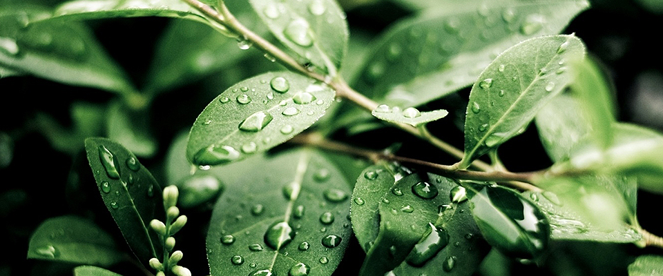 prod-leaf
